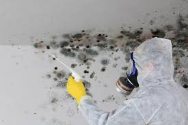 Trusted Glen Dale, WV Mold Removal Experts